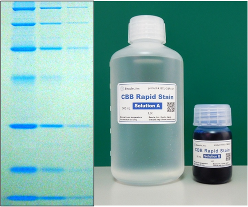 タンパク質染色用CBB溶液　CBB Rapid Stain