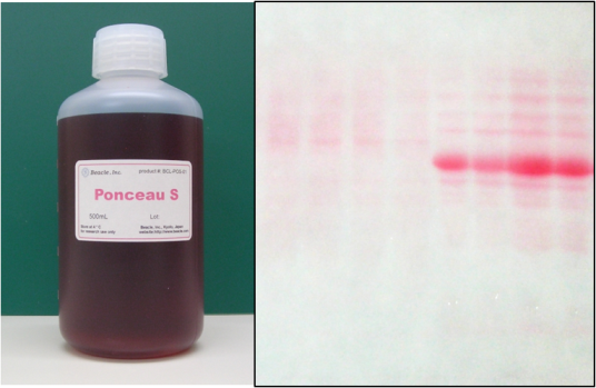 Ponceau-S Staining Solution
