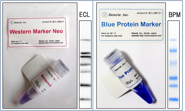 Protein Size Markers